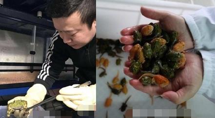 男子十年花近百万养蛙 网友：和这相比旅行青蛙弱爆了好吗